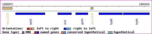 gene map