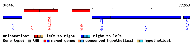 gene map