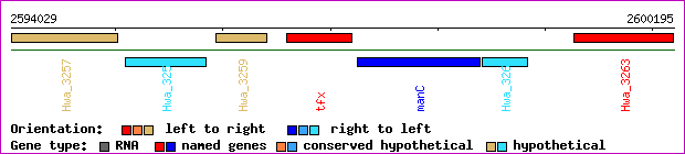 gene map