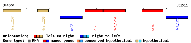 gene map
