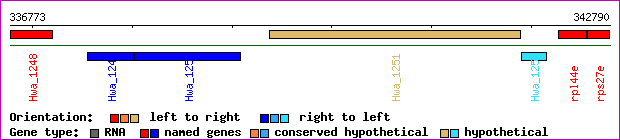 gene map