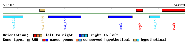 gene map