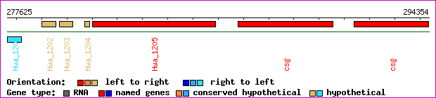 gene map