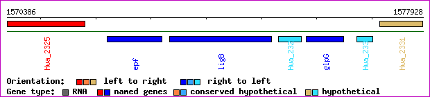 gene map