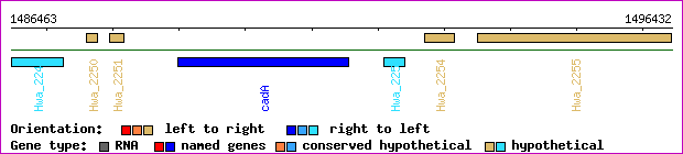 gene map