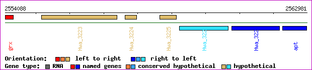 gene map