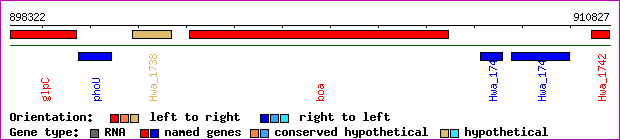 gene map