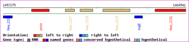 gene map