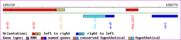 gene map