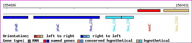 gene map