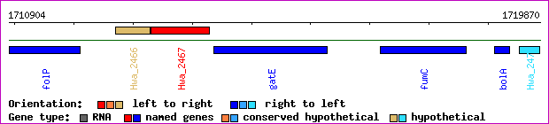 gene map
