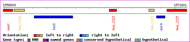 gene map