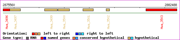gene map