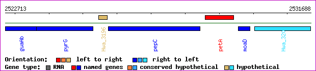 gene map