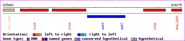 gene map