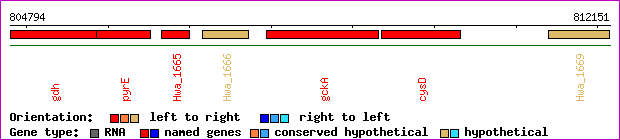 gene map