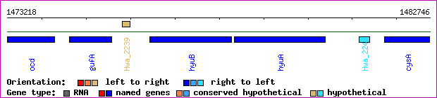 gene map