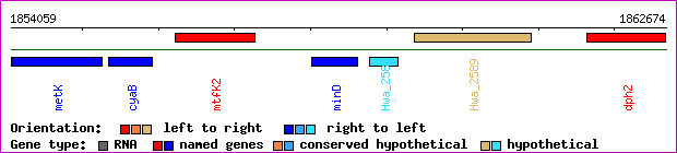 gene map