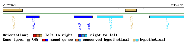 gene map