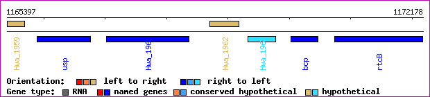 gene map