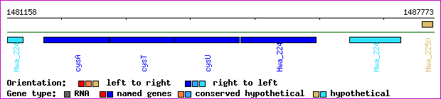 gene map