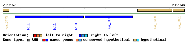 gene map