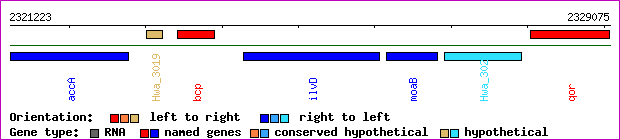 gene map
