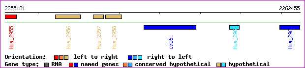 gene map