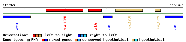 gene map