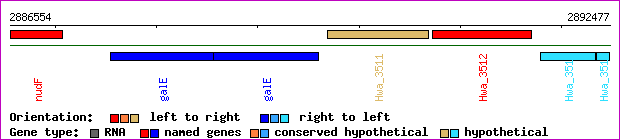 gene map