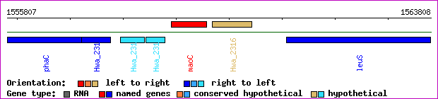 gene map