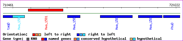 gene map