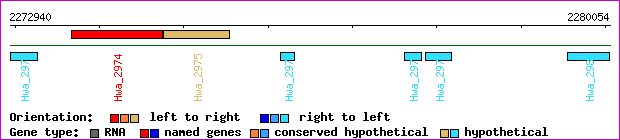 gene map