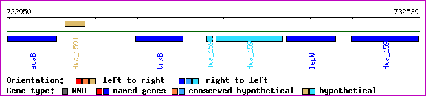 gene map