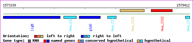gene map