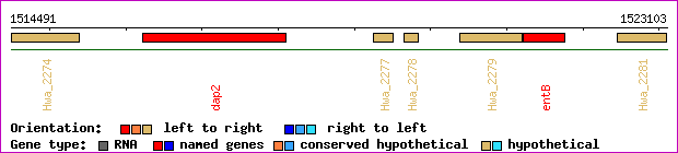 gene map