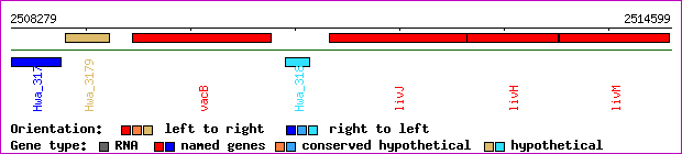 gene map