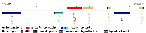 gene map