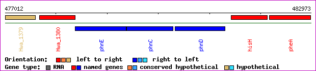 gene map