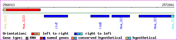 gene map