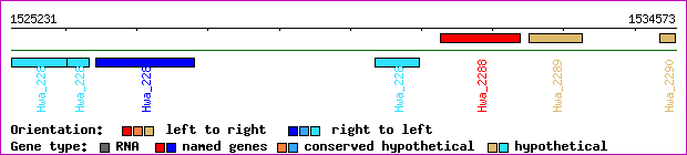 gene map