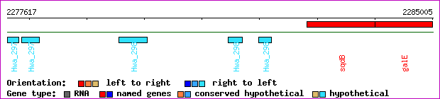 gene map