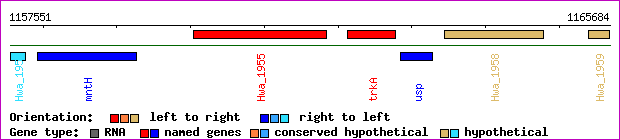 gene map