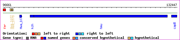 gene map