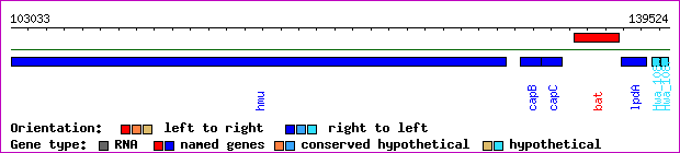 gene map