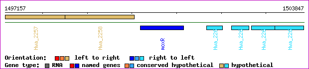 gene map