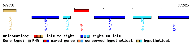 gene map