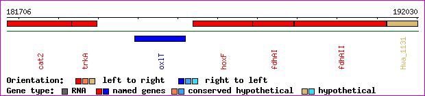 gene map