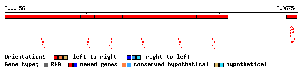 gene map