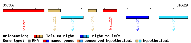 gene map